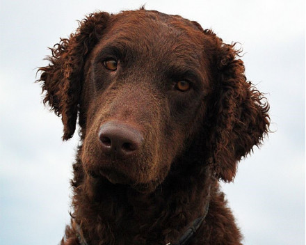 Retriever à poil bouclé