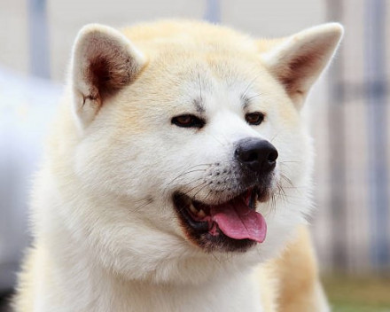 Akita Inu