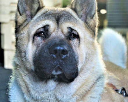 Akita Américain: caractère, santé, éducation, alimentation, conditions de vie