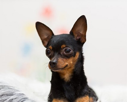 English Toy Terrier 