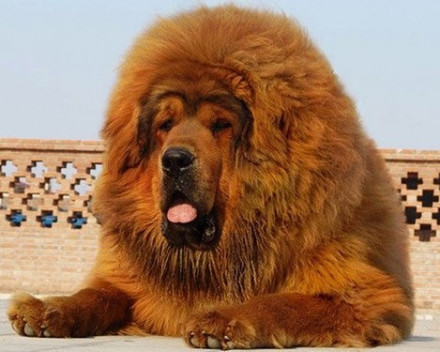 Dogue du Tibet