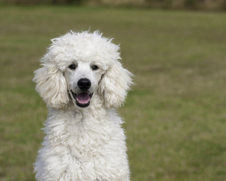 Caniche: caractère, santé, éducation, alimentation, conditions de vie