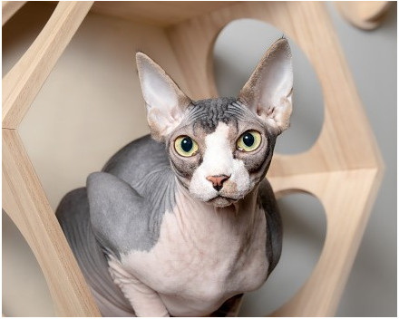 Sphynx: caractère, santé, éducation, alimentation, conditions de vie