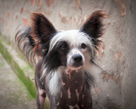 Chien chinois à crête 