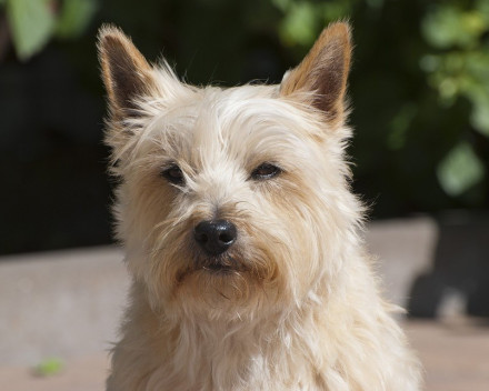 Cairn Terrier