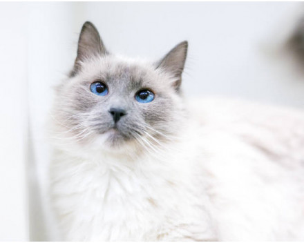 Birman ou Sacré de Birmanie: santé, comportement, alimentation, caractères