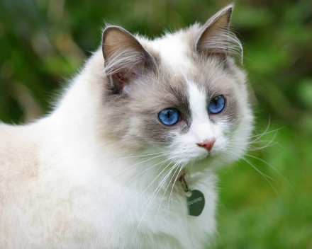 Poupée de chiffon (Ragdoll)