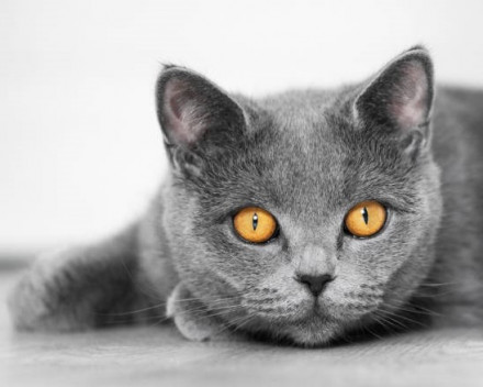 Chartreux