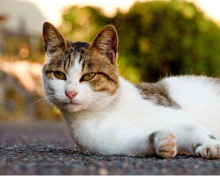 Chat Égéen : caractères, condition de vie, santé, alimentation, éducation