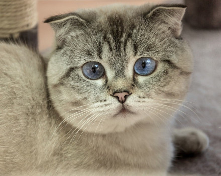 Scottish Fold:caractère, santé, éducation, alimentation, conditions de vie