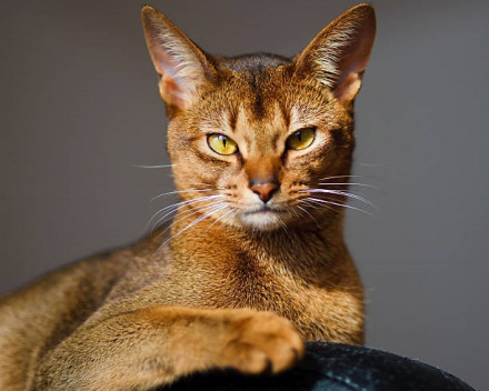 Chausie