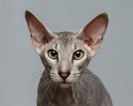 Peterbald: caractère, santé, éducation, alimentation, conditions de vie