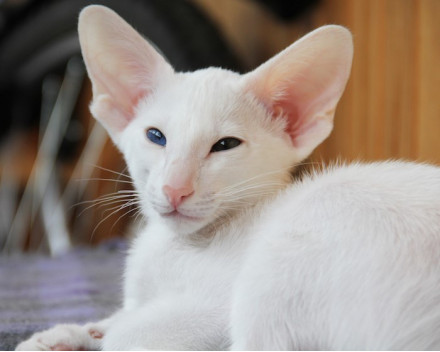 Oriental shorthair 