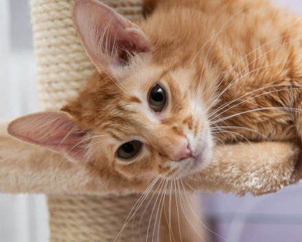 Oriental Longhair:caractère, santé, éducation, alimentation, conditions de vie