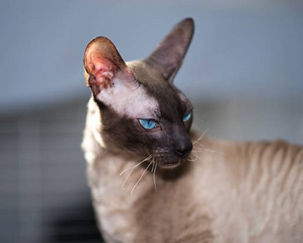 Cornish Rex: santé, condition de vie, caractères, alimentation, éducation