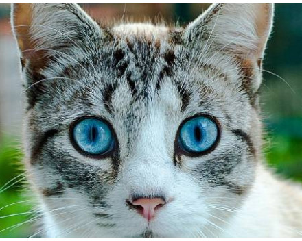 Ojos Azules 