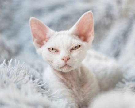 Devon Rex : santé, caractères, condition de vie, alimentation, éducation