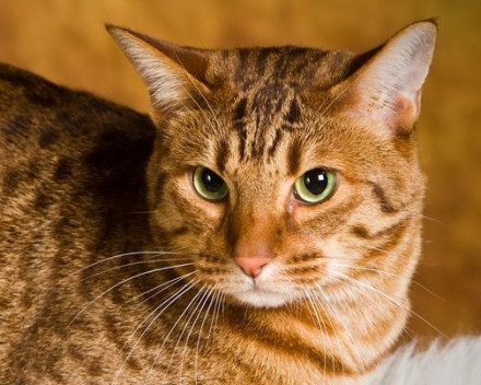 Ocicat