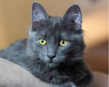 Nebelung