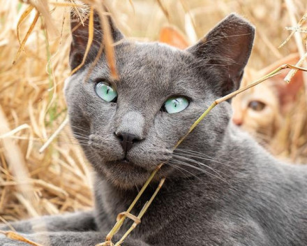 Korat:caractère, santé, éducation, alimentation, conditions de vie