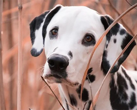 Dalmatien:caractère, santé, éducation, alimentation, conditions de vie