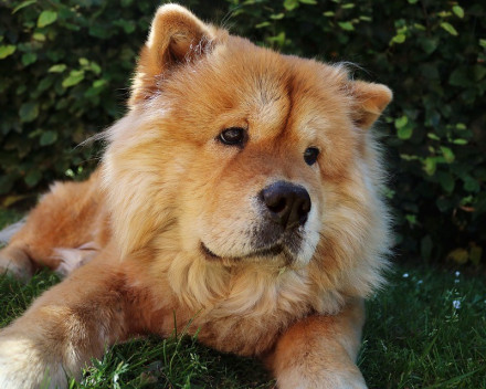 Chow Chow: caractère, santé, éducation, alimentation, conditions de vie