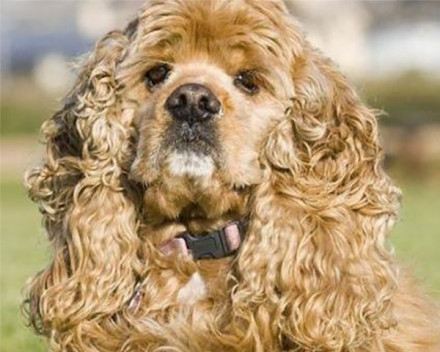 Cocker Spaniel Américain 