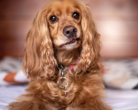 Cocker Spaniel Anglais 