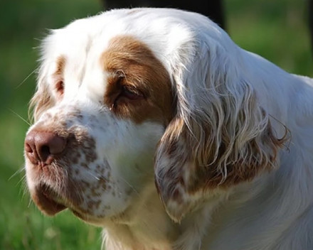 Clumber Spaniel: caractère, santé, éducation, alimentation, conditions de vie