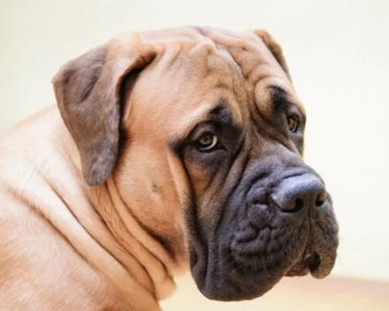 Bullmastiff