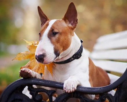Bull Terrier: caractère, santé, éducation, alimentation, conditions de vie