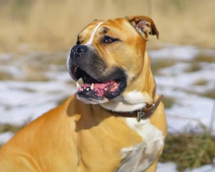 Dogue de Majorque : caractéristiques, alimentation, santé, condition de vie, éducation