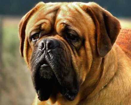 Dogue de Bordeaux 