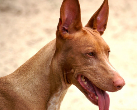 Chien du pharaon: caractère, santé, éducation, alimentation, conditions de vie