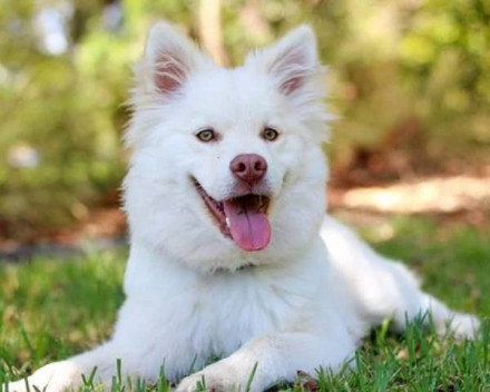 Chien finnois de Laponie: caractère, santé, éducation, alimentation, conditions de vie