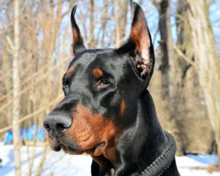 Dobermann : caractères, santé, alimentation, condition de vie, entretien