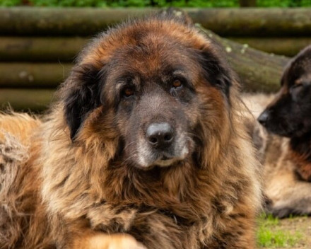 Chien de montagne portugais 