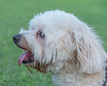 Dandie Dinmont Terrier 