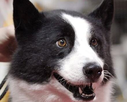 Chien d'ours de Carélie: caractère, santé, éducation, alimentation, conditions de vie