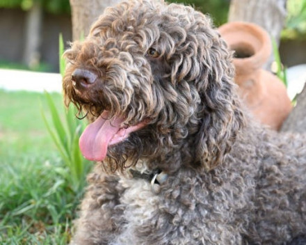 Chien d'eau romagnol : caractères, alimentation, santé, condition de vie, éducation