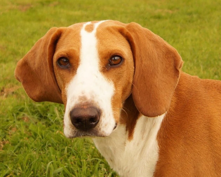 Chien courant de posavatz: caractère, santé, éducation, alimentation, conditions de vie