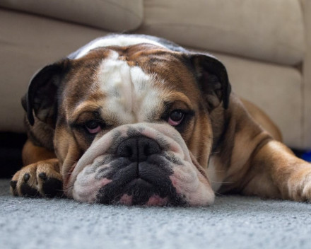 Bouledogue continental