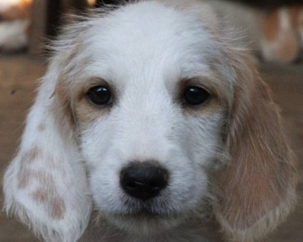 Chien courant d’Istrie à poil dur 