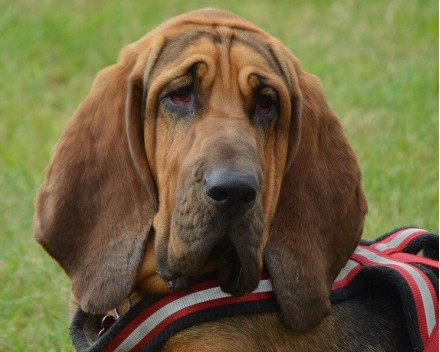 Chien de Saint Hubert: caractère, santé, éducation, alimentation, conditions de vie