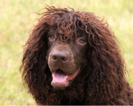 Chien d'eau irlandais: caractère, santé, éducation, alimentation, conditions de vie