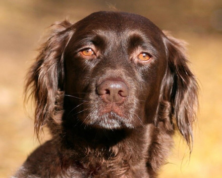 Chien d'Oysel: caractère, santé, éducation, alimentation, conditions de vie