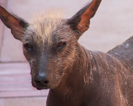 Chien nu du Pérou