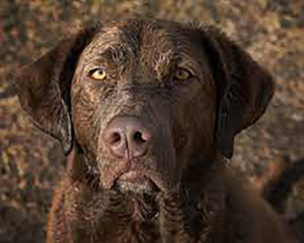 Chesapeake Bay Retriever