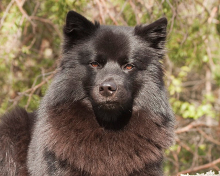 Chien suédois de Laponie: caractère, santé, éducation, alimentation, conditions de vie