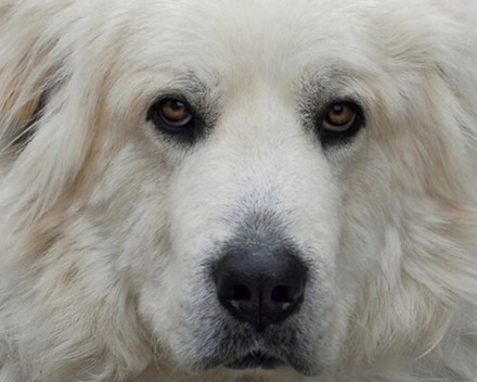 Chien de montagne des Pyrénées 